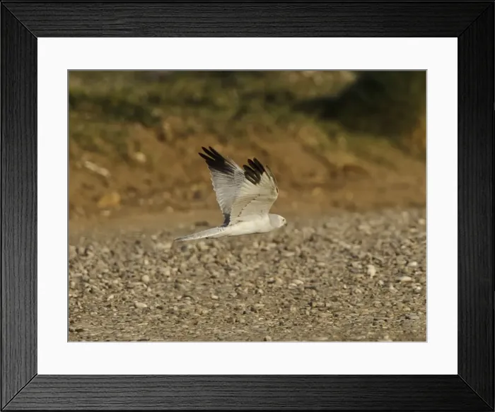 Framed Print : Pallid Harrier - male in flight - Southern Cyprus - April Framed Print : Pallid Harrier - male in flight - Southern Cyprus - April