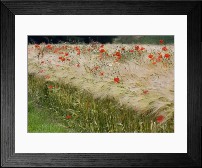 Framed Print : Poppys - in cereals Framed Print : Poppys - in cereals