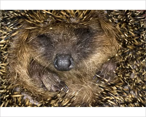 European Hedgehog - curled up in ball - Italy