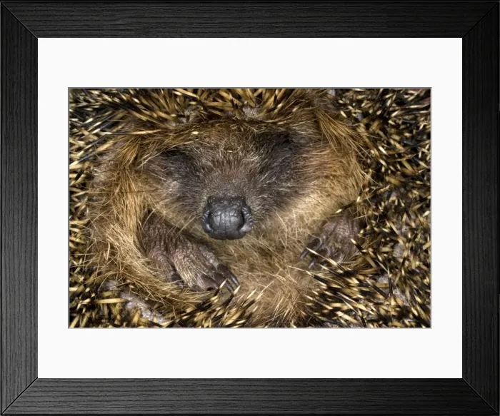Framed Print : European Hedgehog - curled up in ball - Italy Framed Print : European Hedgehog - curled up in ball - Italy