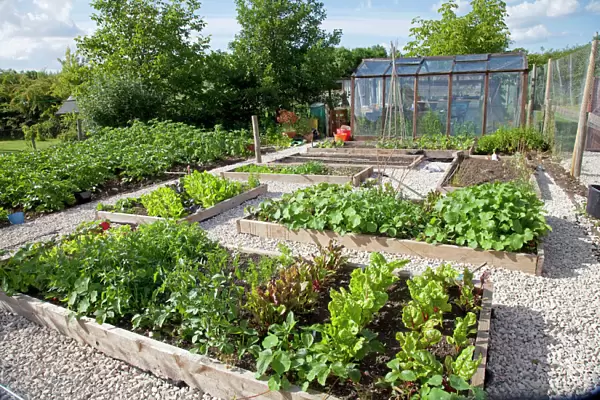 Vegetables growing in raised beds on garden plot with greenhouse in background Cheltenham UK