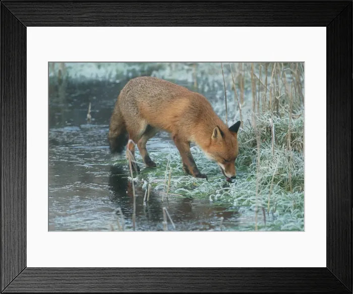 Framed Print : Red Fox RES 266 On frozen pond Vulpes vulpes © George Reszeter / ardea. com Framed Print : Red Fox RES 266 On frozen pond Vulpes vulpes © George Reszeter / ardea. com