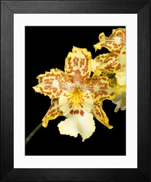 Framed Print : Orchid - Colmanara Wild Cat Orchid - South America Framed Print : Orchid - Colmanara Wild Cat Orchid - South America