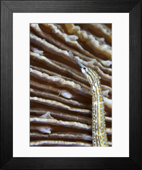 Framed Print : Gilded Pipefish - Indonesia Framed Print : Gilded Pipefish - Indonesia