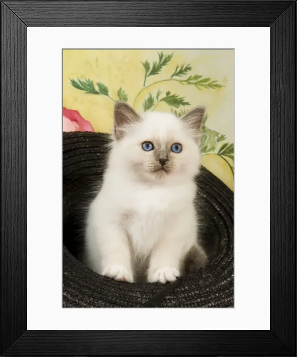Framed Print : Cat - Birman in hat Framed Print : Cat - Birman in hat