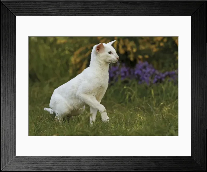 Framed Print : Cat - Siamese Framed Print : Cat - Siamese
