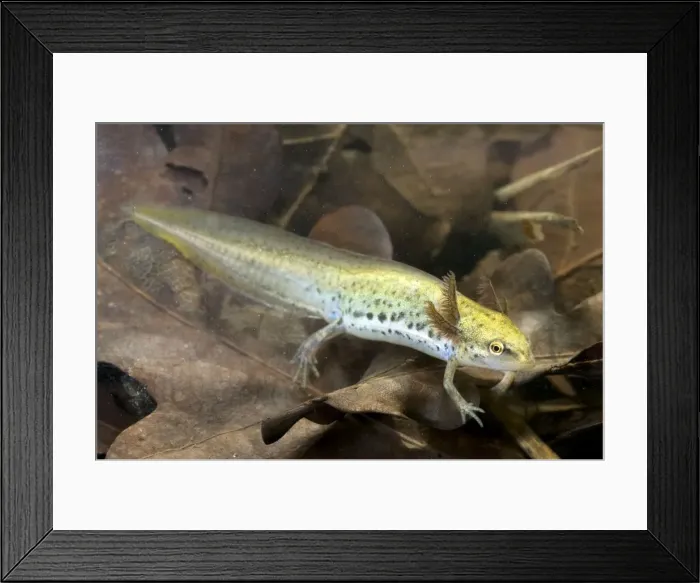 Framed Print : Smooth Newt - neotenic female Framed Print : Smooth Newt - neotenic female