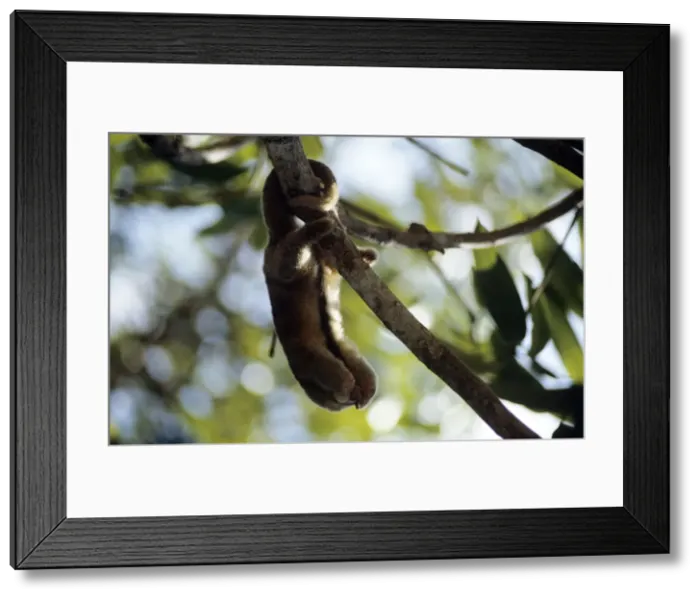 Framed Print : Silky Anteater - in gallery forest - Guyana South America Framed Print : Silky Anteater - in gallery forest - Guyana South America