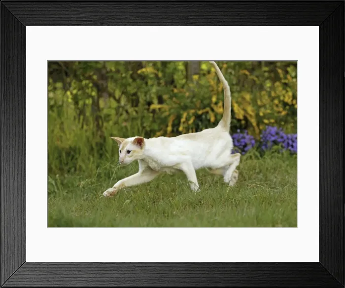 Framed Print : Cat - Siamese Framed Print : Cat - Siamese