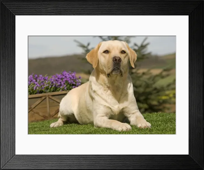 Framed Print : Dog - Yellow Labrador Framed Print : Dog - Yellow Labrador