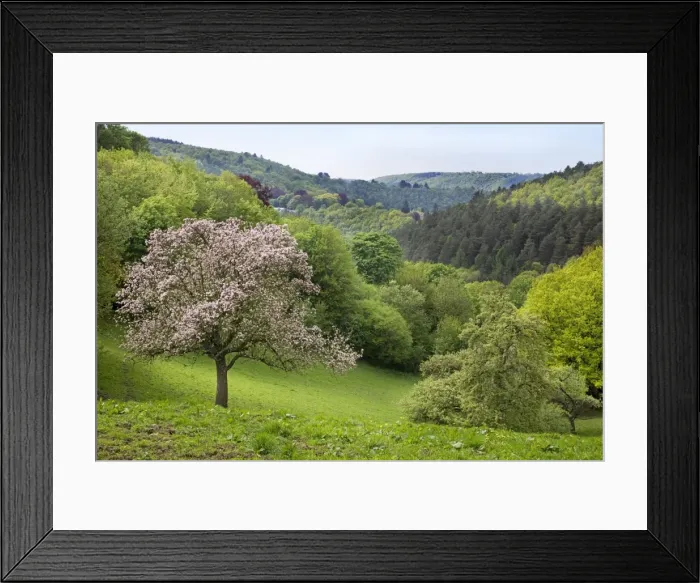 Framed Print : Apple Tree - in blossom - in wooded landscape - Belgium Framed Print : Apple Tree - in blossom - in wooded landscape - Belgium
