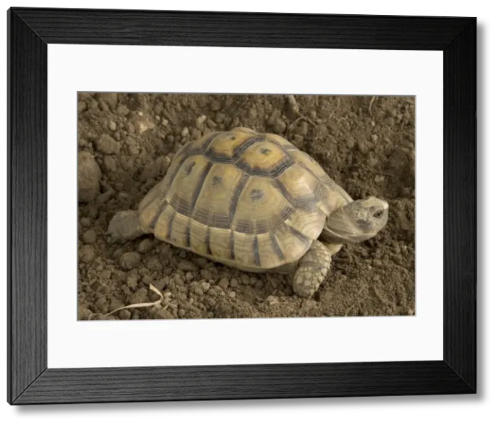 Framed Print : Hermann's Tortoise Framed Print : Hermann's Tortoise