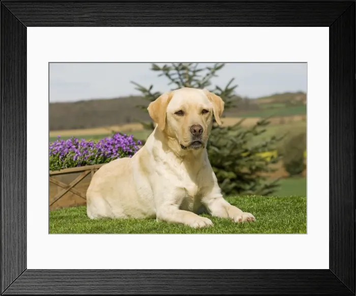 Framed Print : Dog - Yellow Labrador Framed Print : Dog - Yellow Labrador