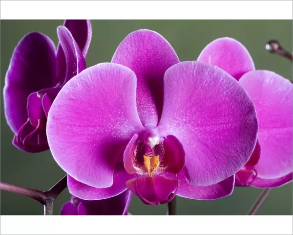 Orchid - Valentine - Asia