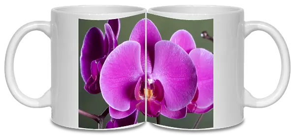 Orchid - Valentine - Asia