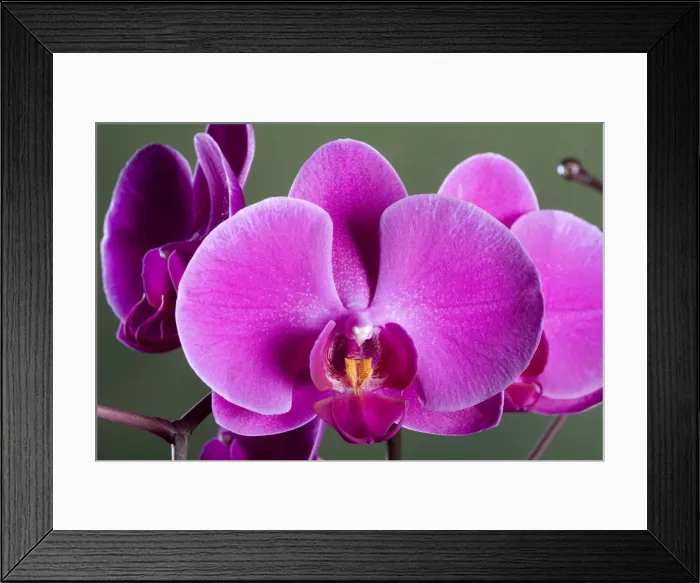 Framed Print : Orchid - Valentine - Asia Framed Print : Orchid - Valentine - Asia