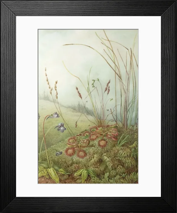Framed Print : Colour plate illustrating insectivorous plants Sundew and Butterwort from The Natural History of Plants Marilaun Oliver 1896 Framed Print : Colour plate illustrating insectivorous plants Sundew and Butterwort from The Natural History of Plants Marilaun Oliver 1896