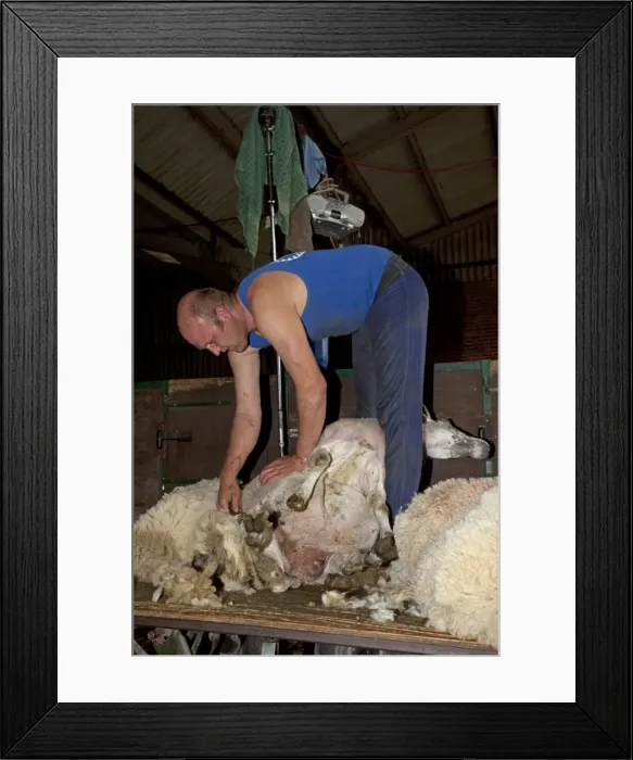 Framed Print : Man shearing sheep - Cotswolds - UK Framed Print : Man shearing sheep - Cotswolds - UK