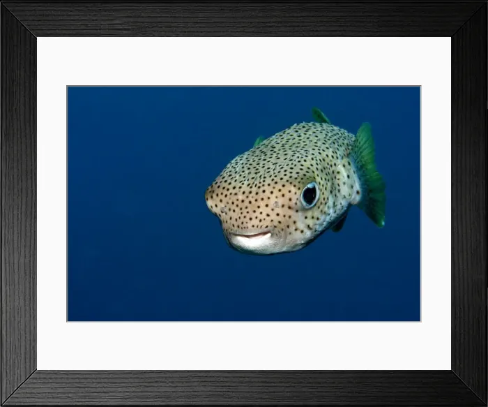 Framed Print : Black-spotted Porcupinefish - Red Sea Framed Print : Black-spotted Porcupinefish - Red Sea