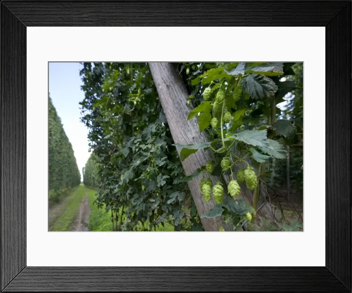 Framed Print : Common Hop field - Belgium Framed Print : Common Hop field - Belgium