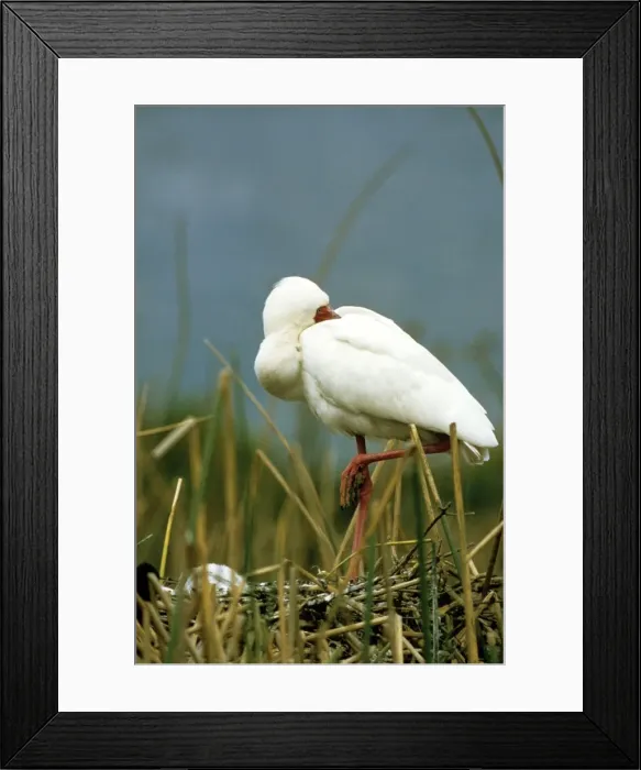 Framed Print : African Spoonbill Framed Print : African Spoonbill
