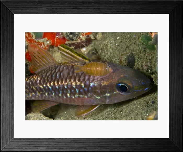 Framed Print : Isopod - on a Cardinalfish (Apogon apogonidae) - Indonesia Framed Print : Isopod - on a Cardinalfish (Apogon apogonidae) - Indonesia