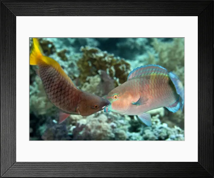 Framed Print : Parrot Fish - two fighting each other - Red Sea Framed Print : Parrot Fish - two fighting each other - Red Sea
