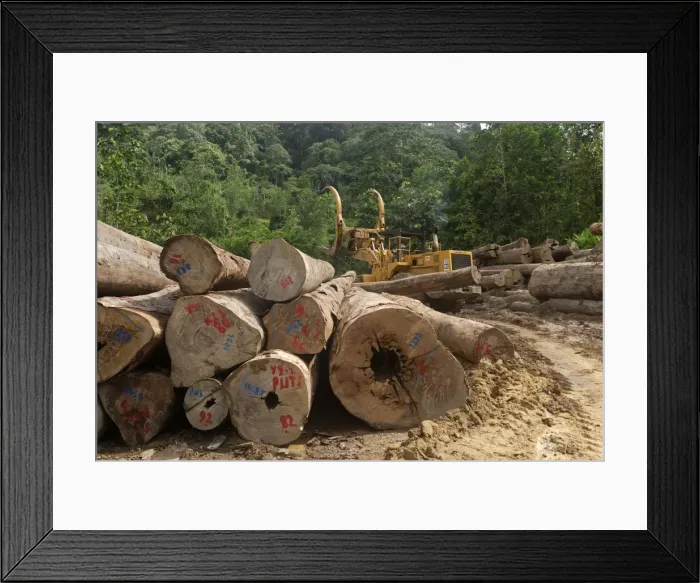 Framed Print : Timber at a logging area near the Danum Valley Conservation Area - Sabah - Borneo Framed Print : Timber at a logging area near the Danum Valley Conservation Area - Sabah - Borneo