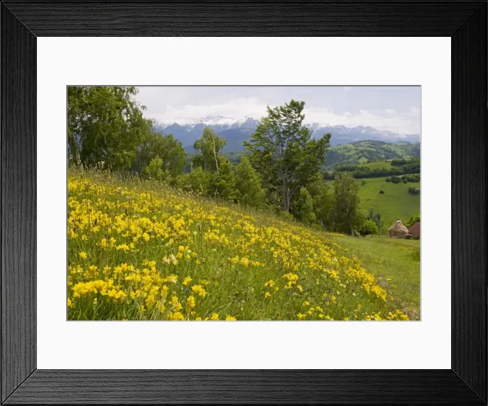 Framed Print : Winged Broom - in flower - Piatra Craiulu Framed Print : Winged Broom - in flower - Piatra Craiulu