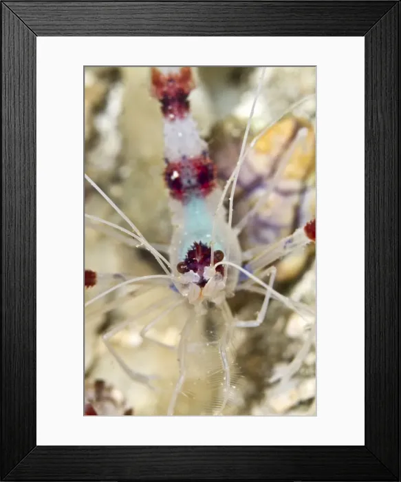 Framed Print : Banded Boxer Shrimp - Indonesia