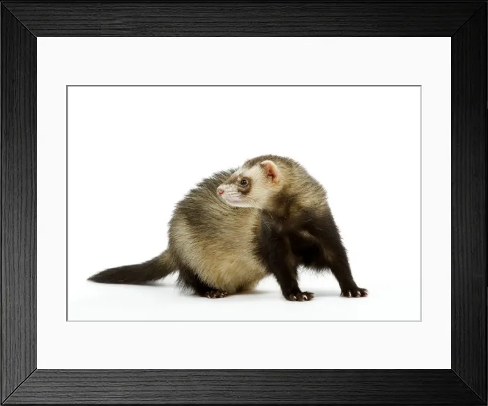 Framed Print : Ferret - in studio Framed Print : Ferret - in studio