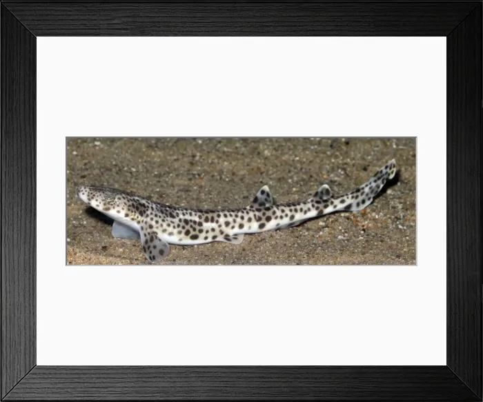 Framed Print : Lesser Spotted Dogfish, coastal waters Britain and Mediterranean Framed Print : Lesser Spotted Dogfish, coastal waters Britain and Mediterranean