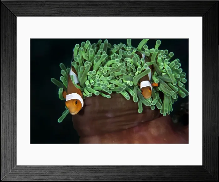 Framed Print : Clown Anemonefish - Indonesia Framed Print : Clown Anemonefish - Indonesia