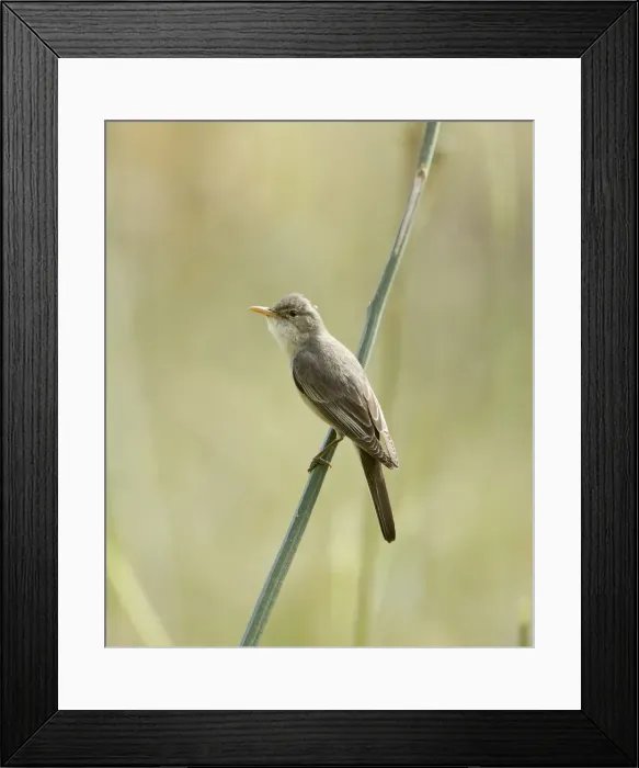 Framed Print : Olive-tree Warbler - Southern Turkey - May Framed Print : Olive-tree Warbler - Southern Turkey - May