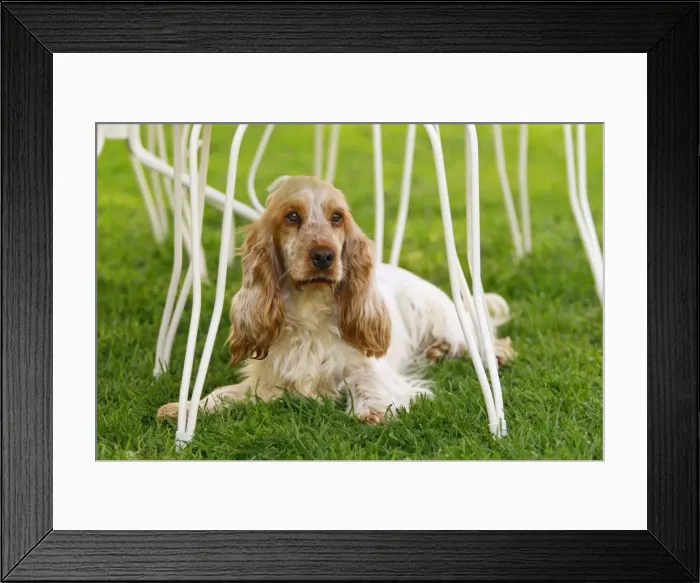 Framed Print : English Cocker Spaniel - lying down underneath table Framed Print : English Cocker Spaniel - lying down underneath table