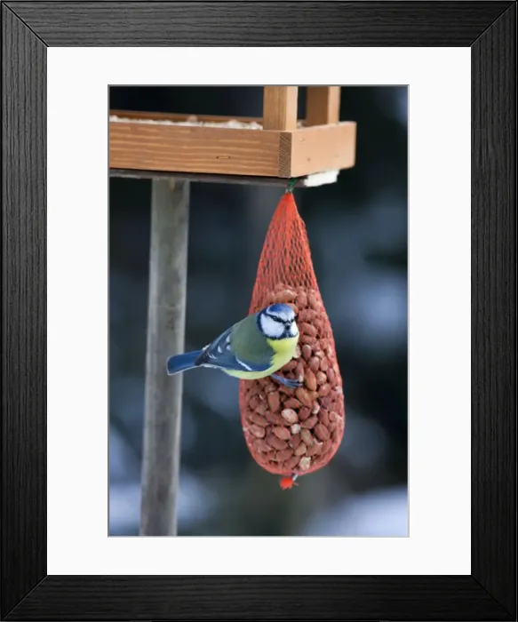 Framed Print : Blue Tit - on bird feeder (bag of nuts) in winter Framed Print : Blue Tit - on bird feeder (bag of nuts) in winter