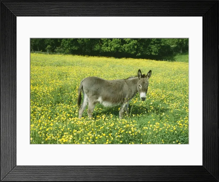 Framed Print : Donkey ROG 5565 In buttercup field © Bob Gibbons / ardea. com Framed Print : Donkey ROG 5565 In buttercup field © Bob Gibbons / ardea. com