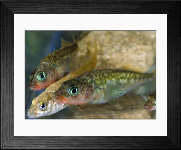 Framed Print : Three-spined Stickleback Fish Framed Print : Three-spined Stickleback Fish