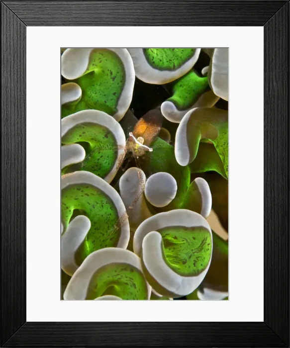 Framed Print : Anemone Shrimp - Indonesia Framed Print : Anemone Shrimp - Indonesia