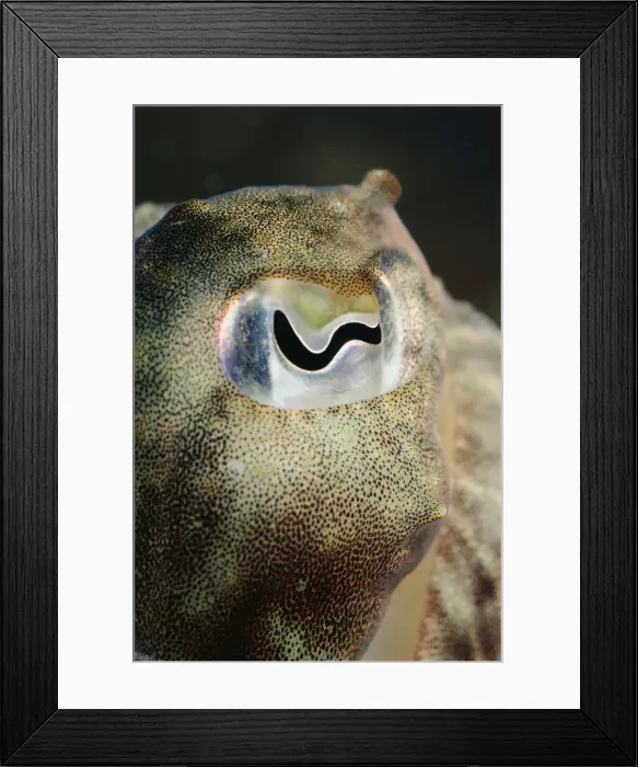 Framed Print : Eye of Cuttlefish PM-6317 UK Seas Sepia officinalis © Pat Morris / ARDEA LONDON Framed Print : Eye of Cuttlefish PM-6317 UK Seas Sepia officinalis © Pat Morris / ARDEA LONDON