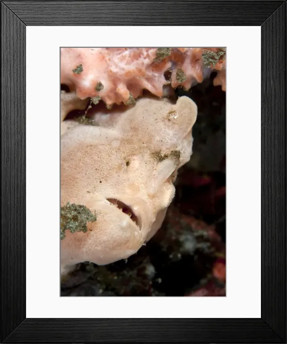 Framed Print : Painted Frogfish - Indonesia Framed Print : Painted Frogfish - Indonesia