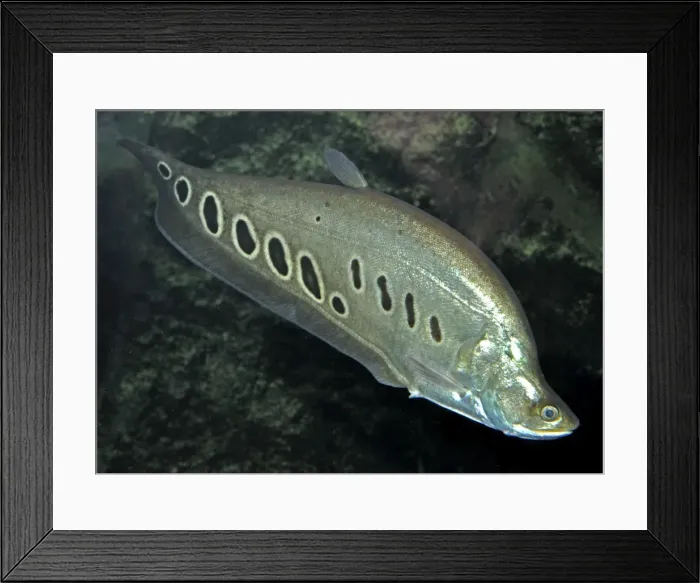 Framed Print : Banded Featherback / Ghost Knife Fish - Asian freshwaters especially India Framed Print : Banded Featherback / Ghost Knife Fish - Asian freshwaters especially India