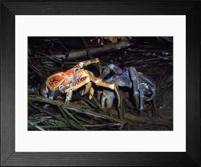 Framed Print : Robber Crab / Coconut Crab - males fighting over food - Arenga palm frond fibres - Christmas Island - Indian Ocean (Australian Territory) Framed Print : Robber Crab / Coconut Crab - males fighting over food - Arenga palm frond fibres - Christmas Island - Indian Ocean (Australian Territory)