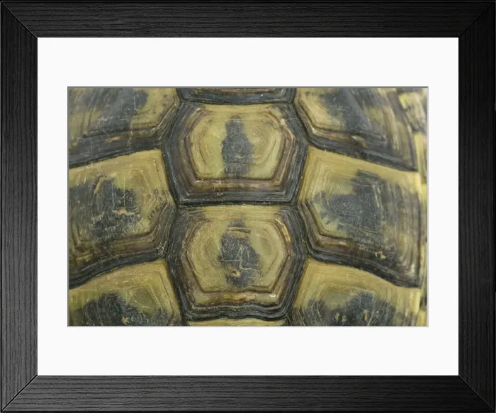 Framed Print : Tortoise - shell Framed Print : Tortoise - shell