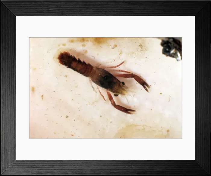 Framed Print : American Lobster