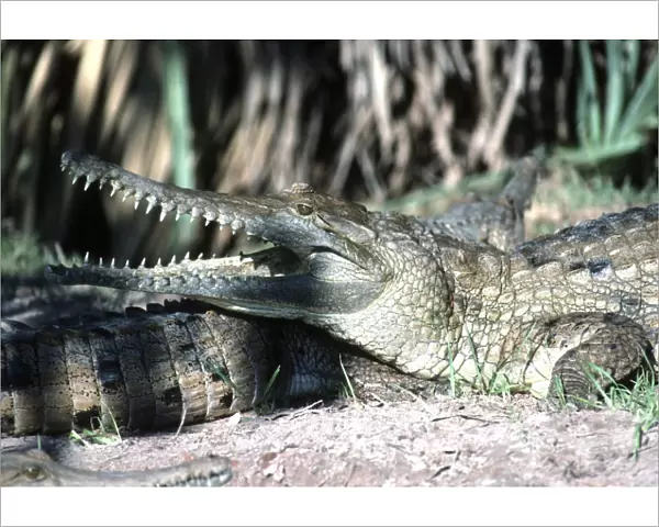 Freshwater  /  Johnston Crocodile - mouth open AU-1093