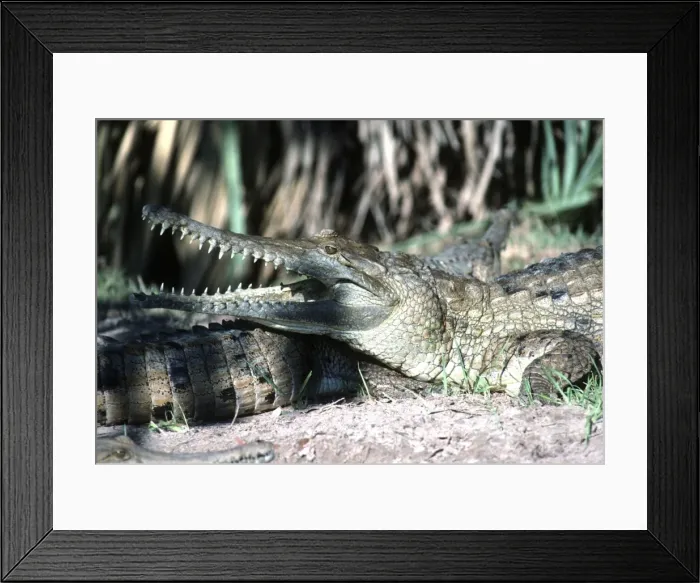 Framed Print : Freshwater / Johnston Crocodile - mouth open AU-1093 Framed Print : Freshwater / Johnston Crocodile - mouth open AU-1093