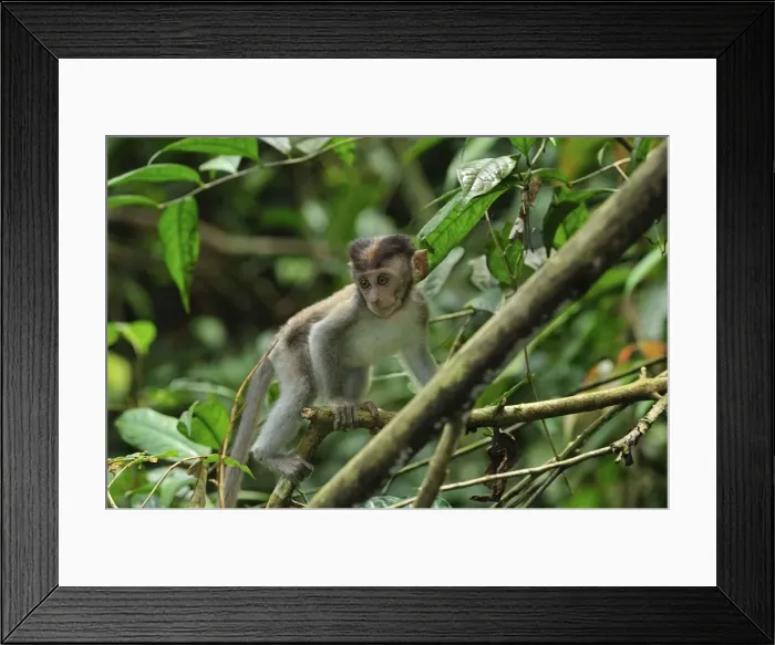 Framed Print : Crab-eating Macaque / Long-tailed Macaque - juvenile - Gunung Leuser National Park - Northern Sumatra - Indonesia Framed Print : Crab-eating Macaque / Long-tailed Macaque - juvenile - Gunung Leuser National Park - Northern Sumatra - Indonesia