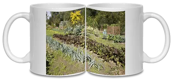 Well stocked French vegetable garden Normandy France