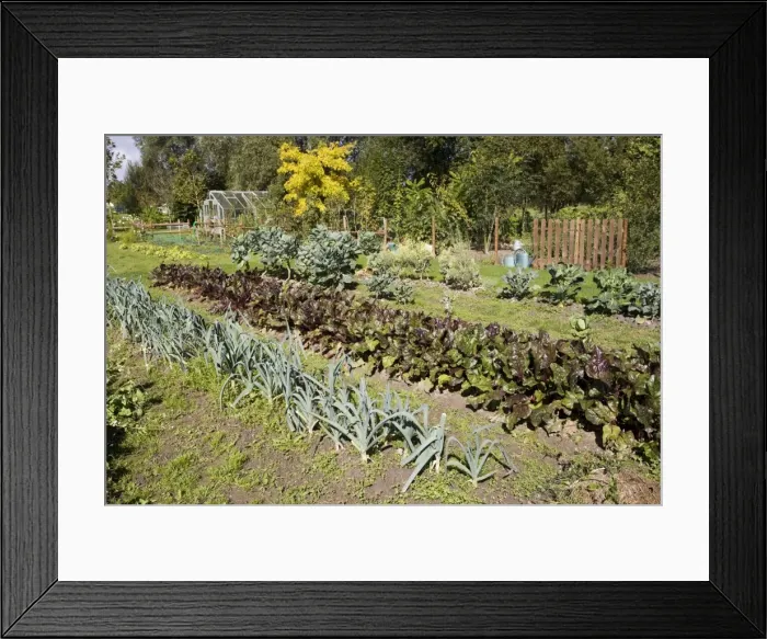 Framed Print : Well stocked French vegetable garden Normandy France